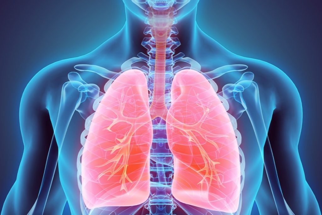 3D anatomical illustration highlighting lungs inside a human torso affected by Alpha-1 Antitrypsin Deficiency.
